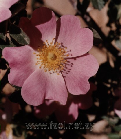 Rosa canina L